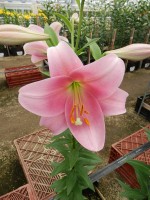 [4127 Dancing Lady Mak No02.JPG]